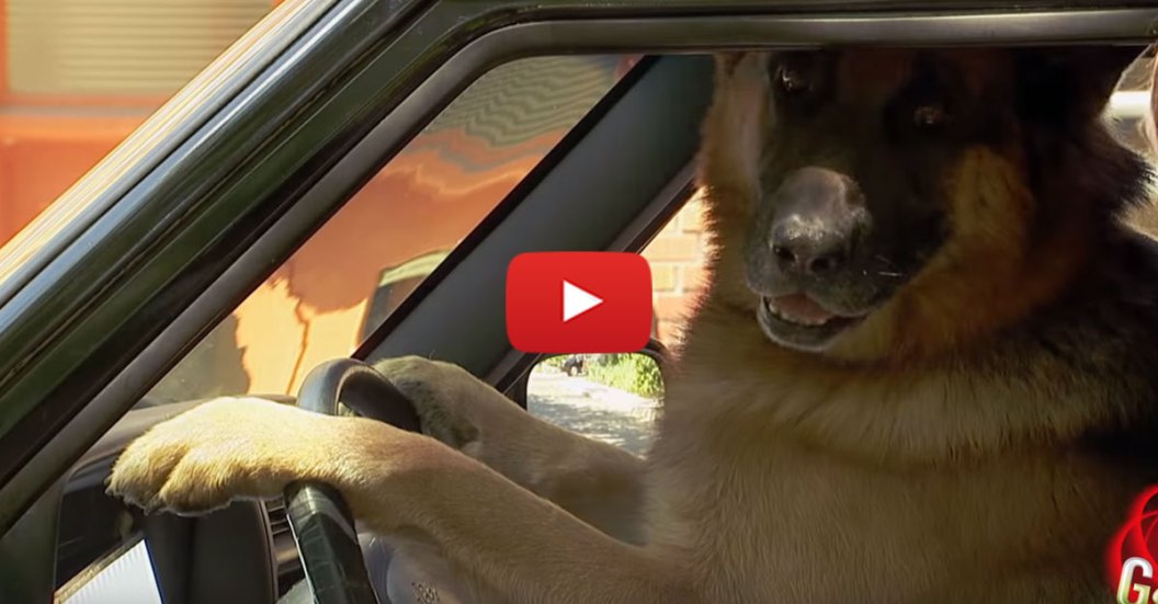 smart-dog-drives-smart-car