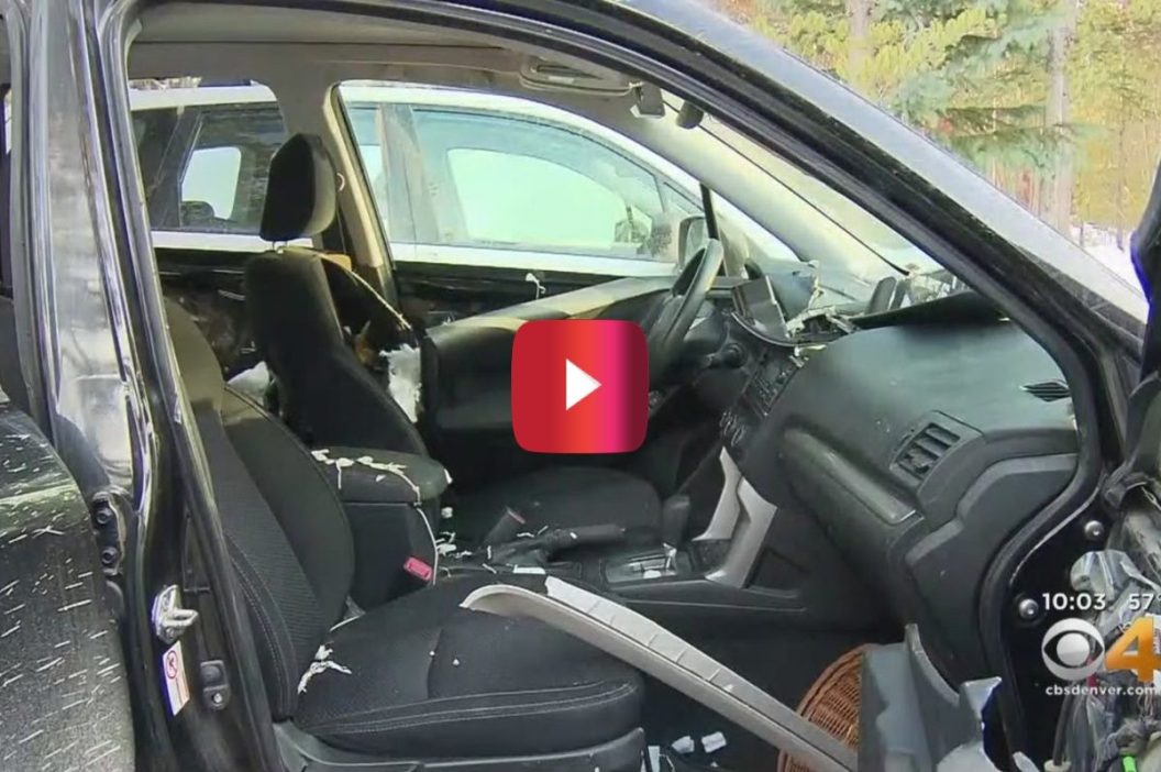 bear breaks into car for gummy bears