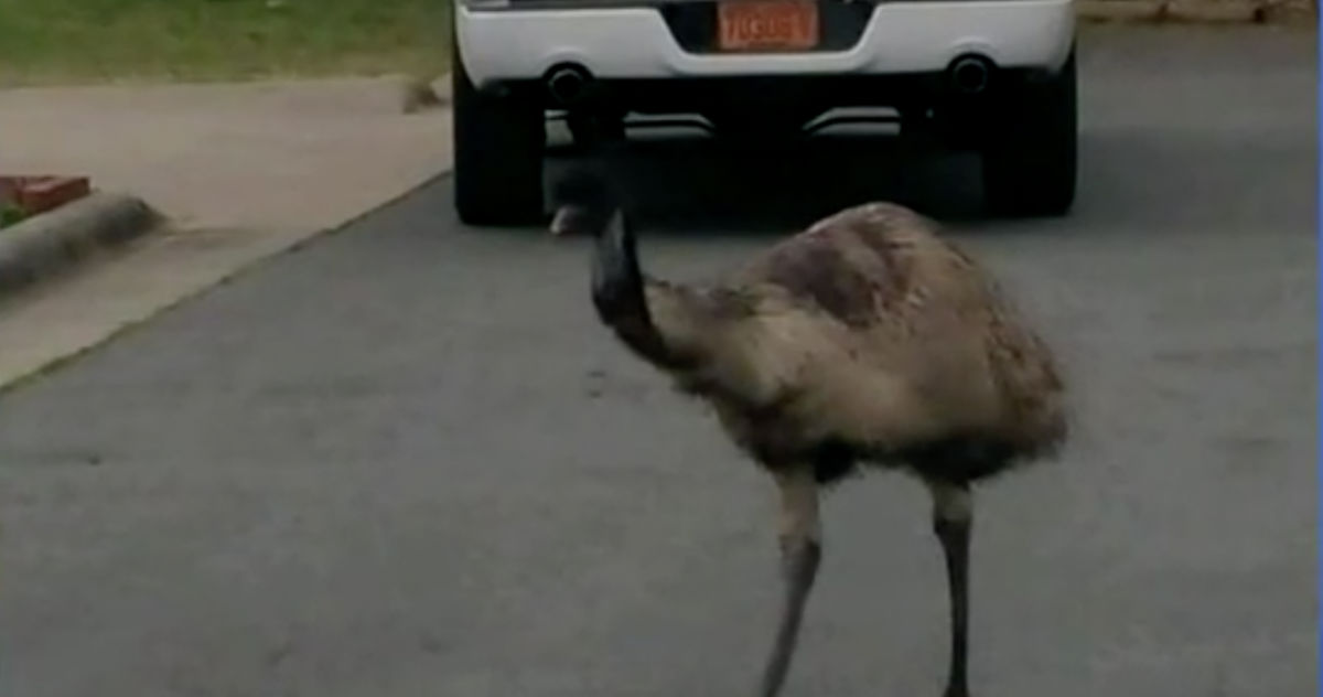 Runaway Emu: North Carolina Big Bird Last Spotted Jumping on Hood of ...