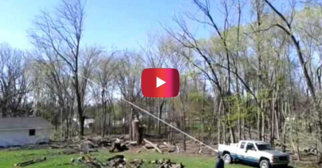 tree falls wrong way video