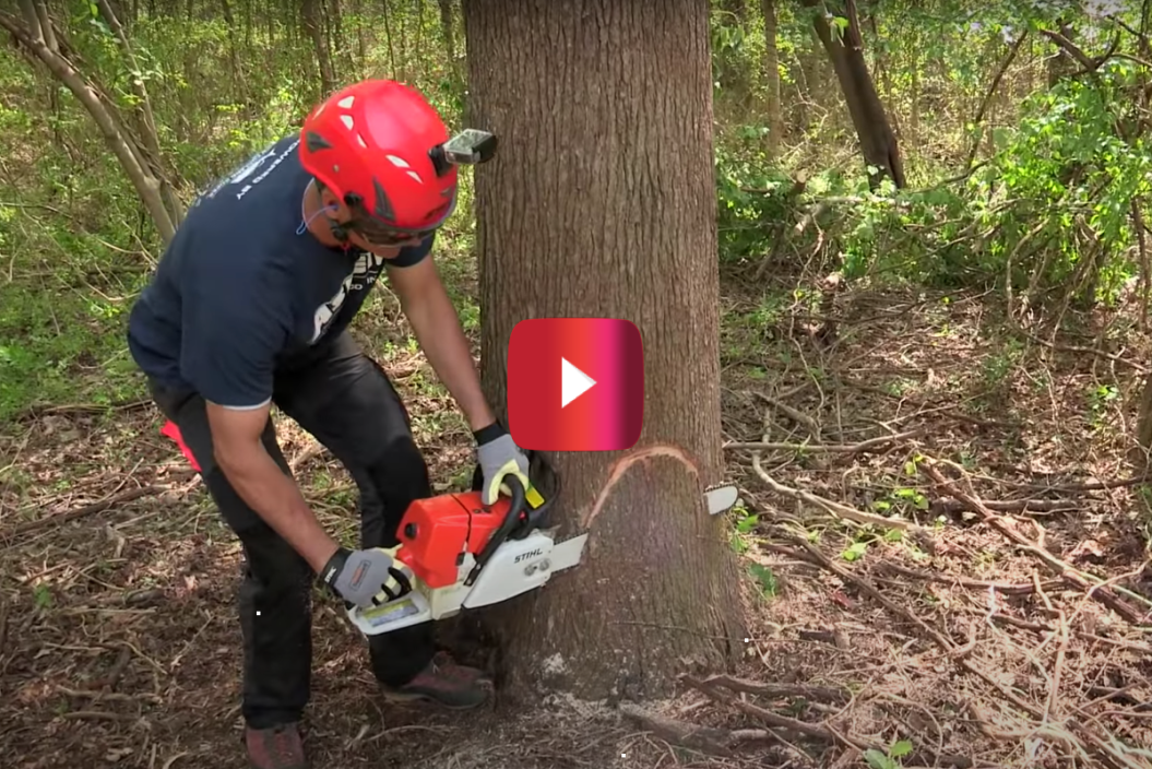 how to fell a tree