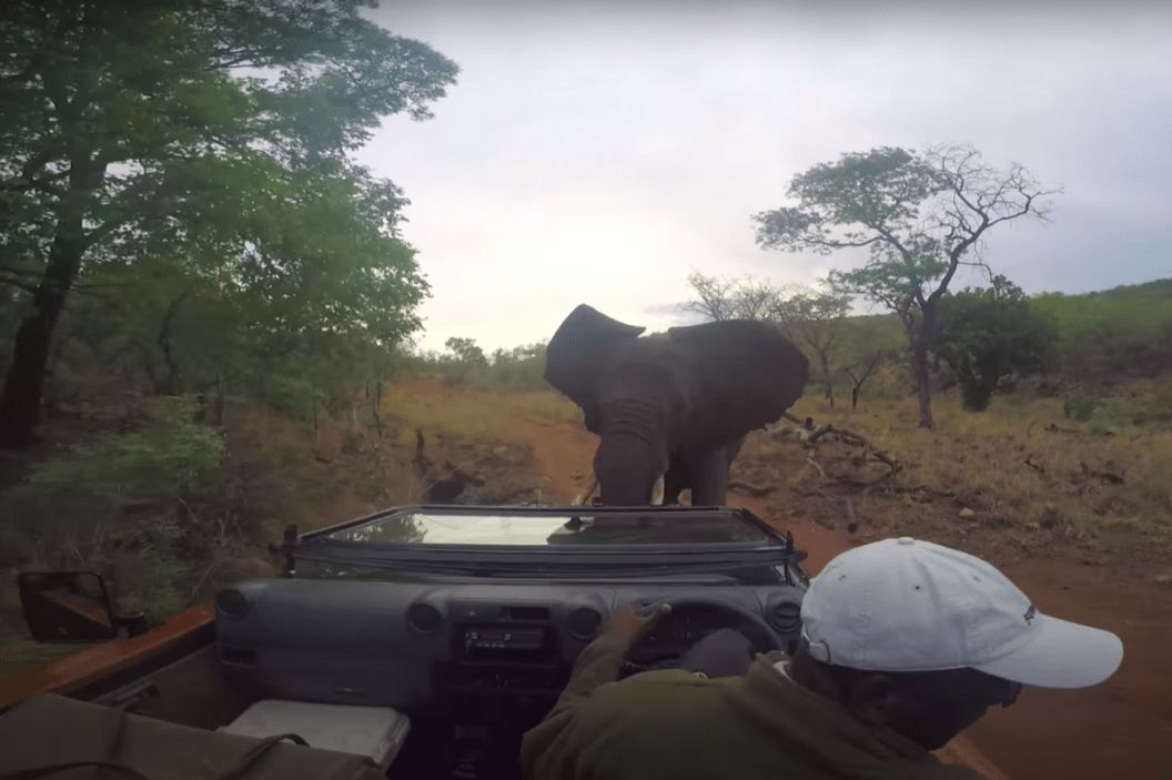 elephant attacks film crew