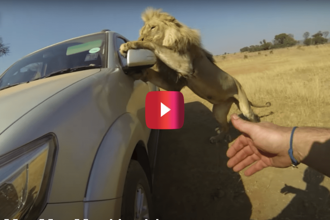 lion attacks car